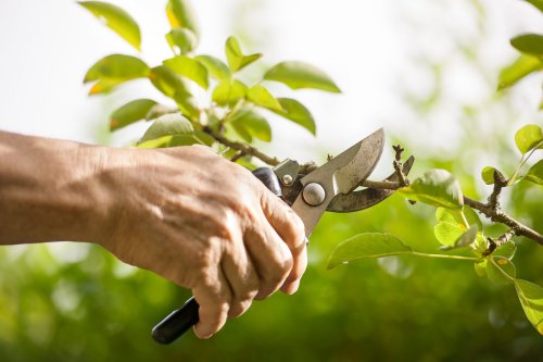 Pflanzen beschneiden: Die besten Tipps und Werkzeuge