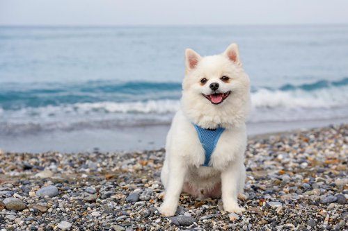 Hundegeschirr Test und Vergleich - das sind die besten für Ihren Hund