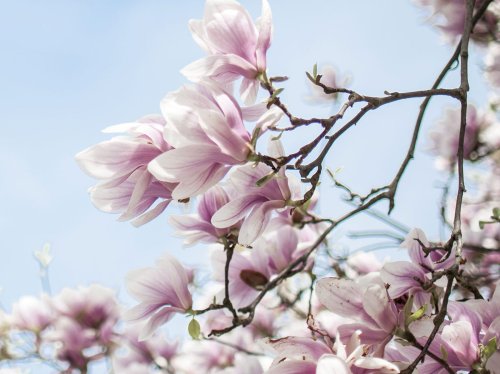 Magnolien im Garten: 9 Pflegetipps für Ihre Pflanzen