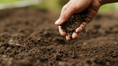 How to Choose the Right Soil for Your Garden