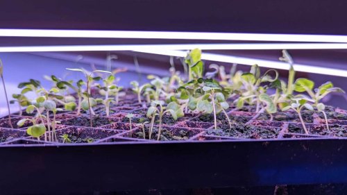 Five Common Mistakes Beginners Make When Growing Seeds (and How to Fix Them)