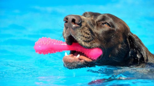 Why Pit Bulls Can't Swim Well, and Other Things to Know Before Taking Your Dog in the Water