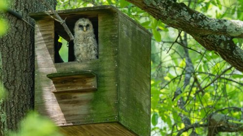 How to Build an Owl's Nest Box for Your Yard (and Why You Should)