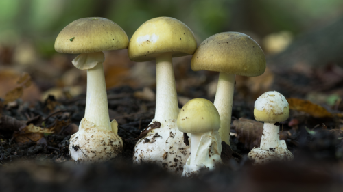 Please, Don't Trust AI to Identify Mushrooms