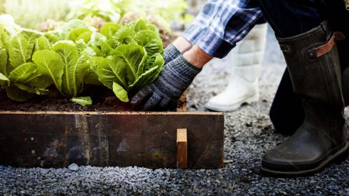 Upgrade Your Gardening Skills With This Free Program