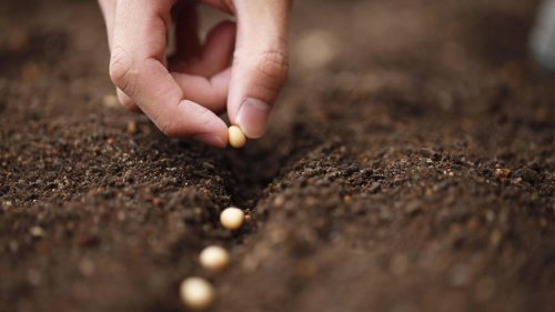 Why Your Seeds Aren't Sprouting