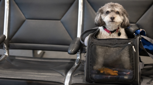 What It Will Cost You to Fly With a Pet on Every Major Airline