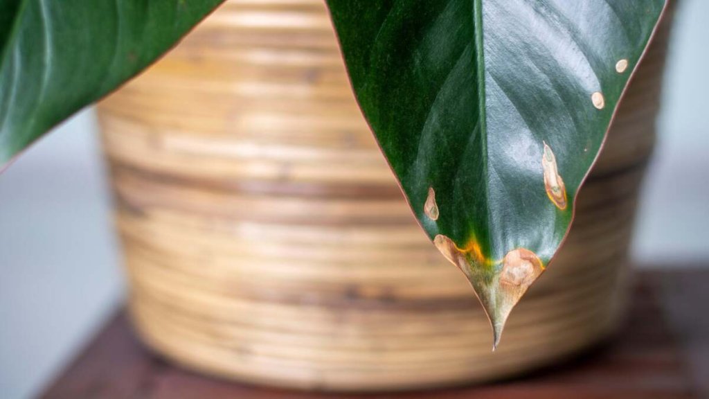 Indoor Plant Care - cover