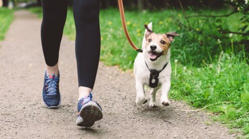Try ‘Japanese Walking’ If You Hate Running