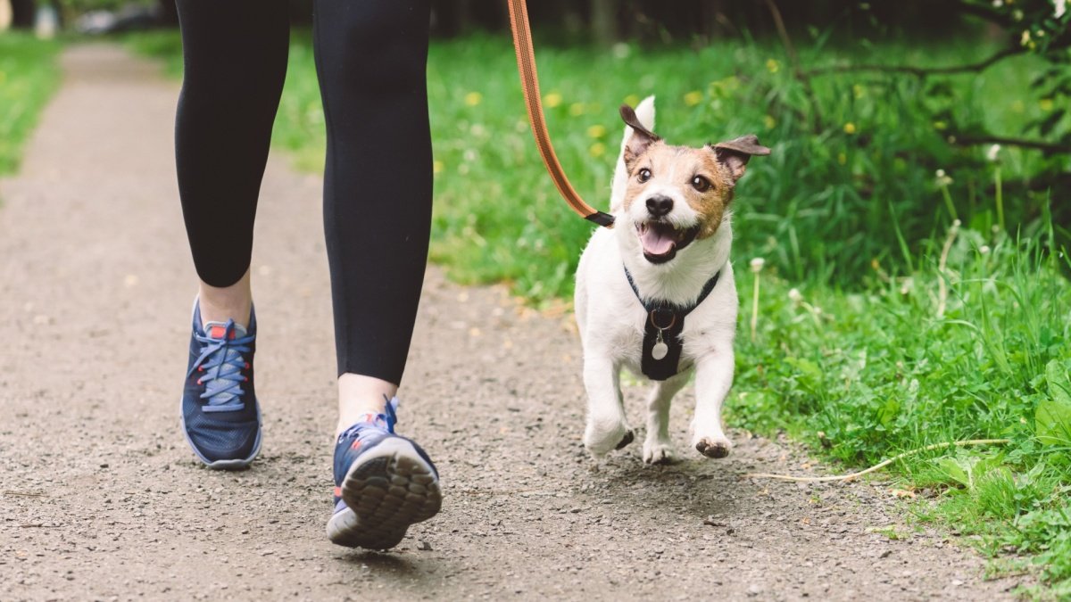 Try ‘Japanese Walking’ If You Hate Running