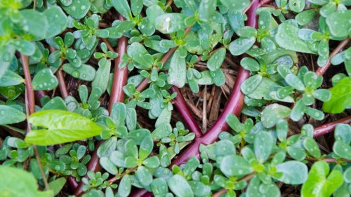 Portulak: Gesunde Wildpflanze mit frischem Aroma