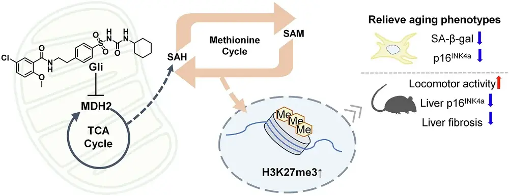 An Existing Diabetes Drug May Treat Aspects of Aging
