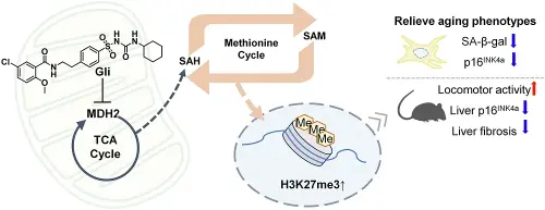 An Existing Diabetes Drug May Treat Aspects of Aging