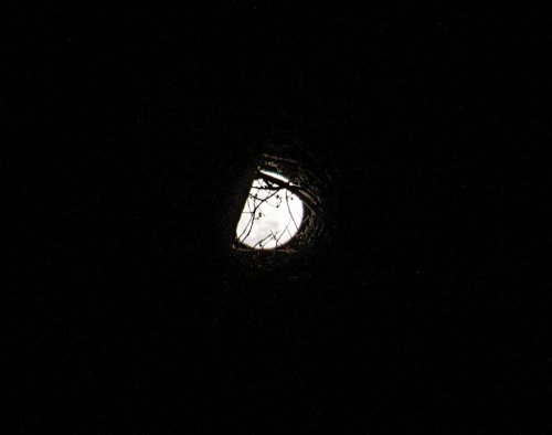 Full Moon, Ethereal Landscapes and Vintage Macro!
