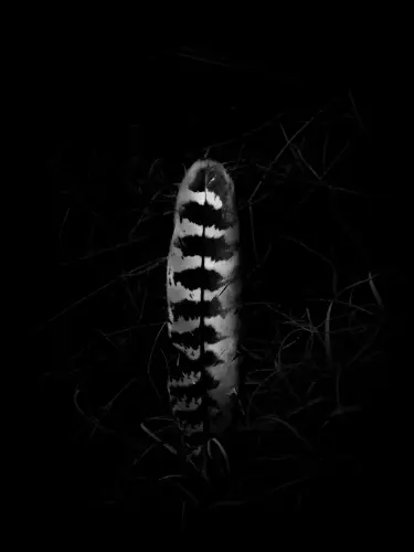 February 2025 Photo Contest Winners: Visual Metaphors