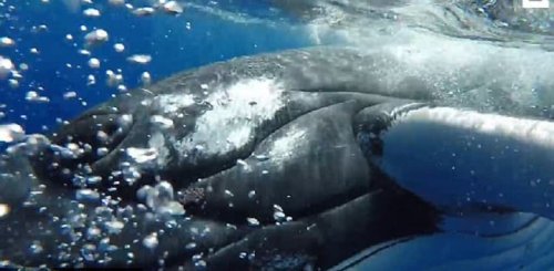 Видео: кит спасает женщину от акулы