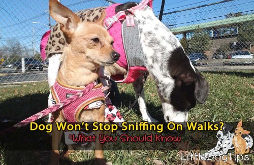 Dog Won’t Stop Sniffing On Walks? What You Should Know - Little Dog Tips
