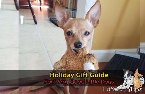 Holiday Gift Guide For Very Good Little Dogs - Little Dog Tips