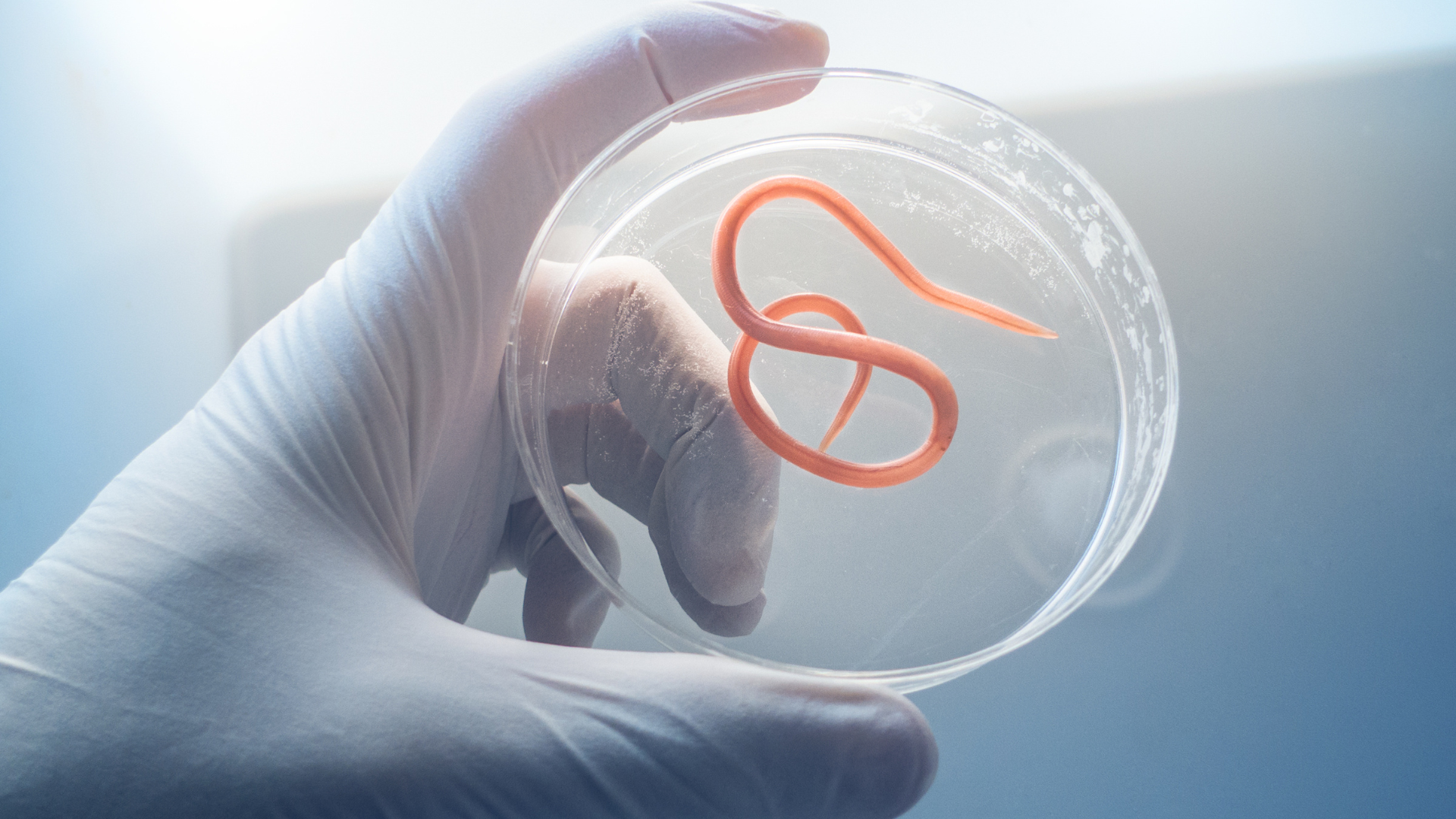 30-Year-Old Woman Went On a 3-Week Vacation & Returned Home from Hawaii With Worms in Her Brain