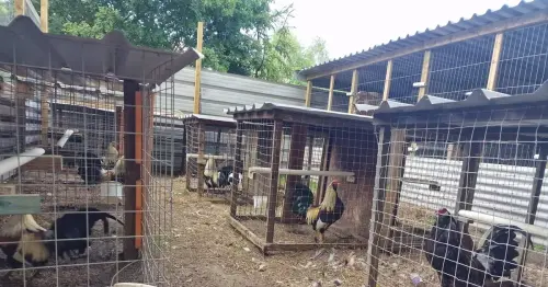Fighting pits uncovered as police dismantle 'deeply cruel' animal abuse