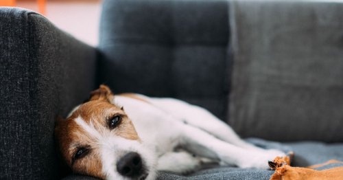 Common Easter treat fatal to dogs that's not chocolate - Liverpool Echo