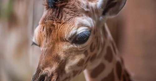 giraffe-keeper-and-other-new-jobs-available-at-chester-zoo-now-flipboard