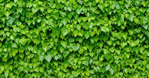 Mrs Hinch fans share 75p trick to remove stubborn ivy from fences