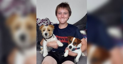 'Disgust and heartbreak' after dog killed in front of owner