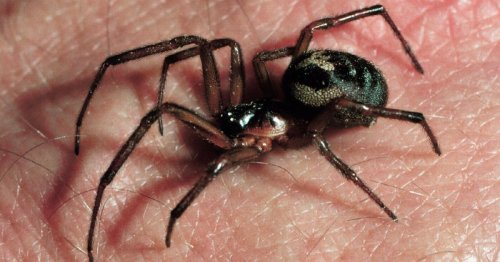 Warning over false widow attacks as population rises in heatwave