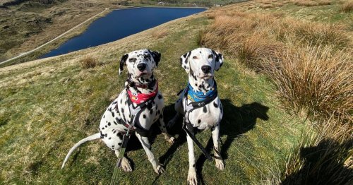 The ‘hidden gem’ dog walk that’s 45 minutes away from Manchester