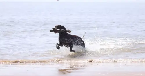 Five things to watch out for when walking your dog on the beach - Liverpool Echo