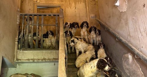 More than 80 dogs and two cats rescued from 'squalid and appalling' house - Liverpool Echo