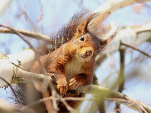 Red Squirrel Appreciation Day 2023: Where to see them in the UK | Flipboard