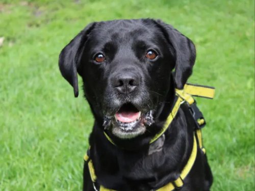 Dogs Trust Merseyside: 15 charming dogs and puppies looking for a forever home near Liverpool