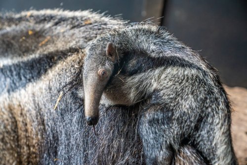 Chester Zoo uses hidden cameras to capture rare birth of a baby giant