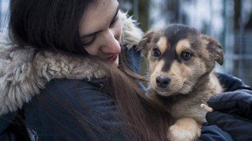 Study: Pet ownership linked to higher risk of IBS