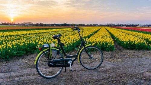 Olanda in bicicletta, alla scoperta dei tulipani