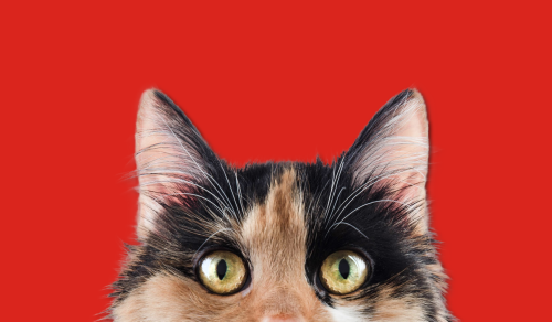 Taking care of my sister's cat