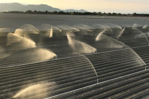 California farmers could save a lot of water — but their profits would suffer