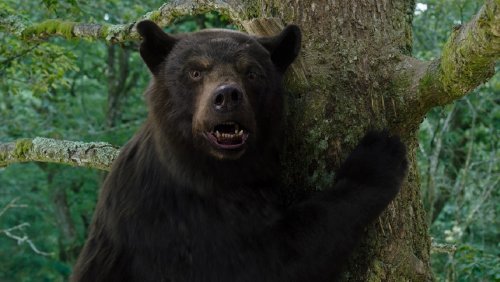 Cocaine Bear: Most Bizarre Scenes From The Movie Explained | Flipboard
