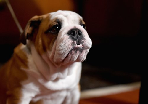 English Bulldog Howls in His Own Cute 'Language'