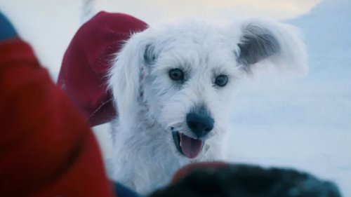Superman: What Kind Of Dog Is Krypto?