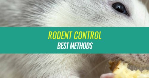 Best Rodent Control Methods