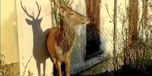 Un habitant tient tête à des chasseurs à courre et protège un cerf réfugié dans son jardin