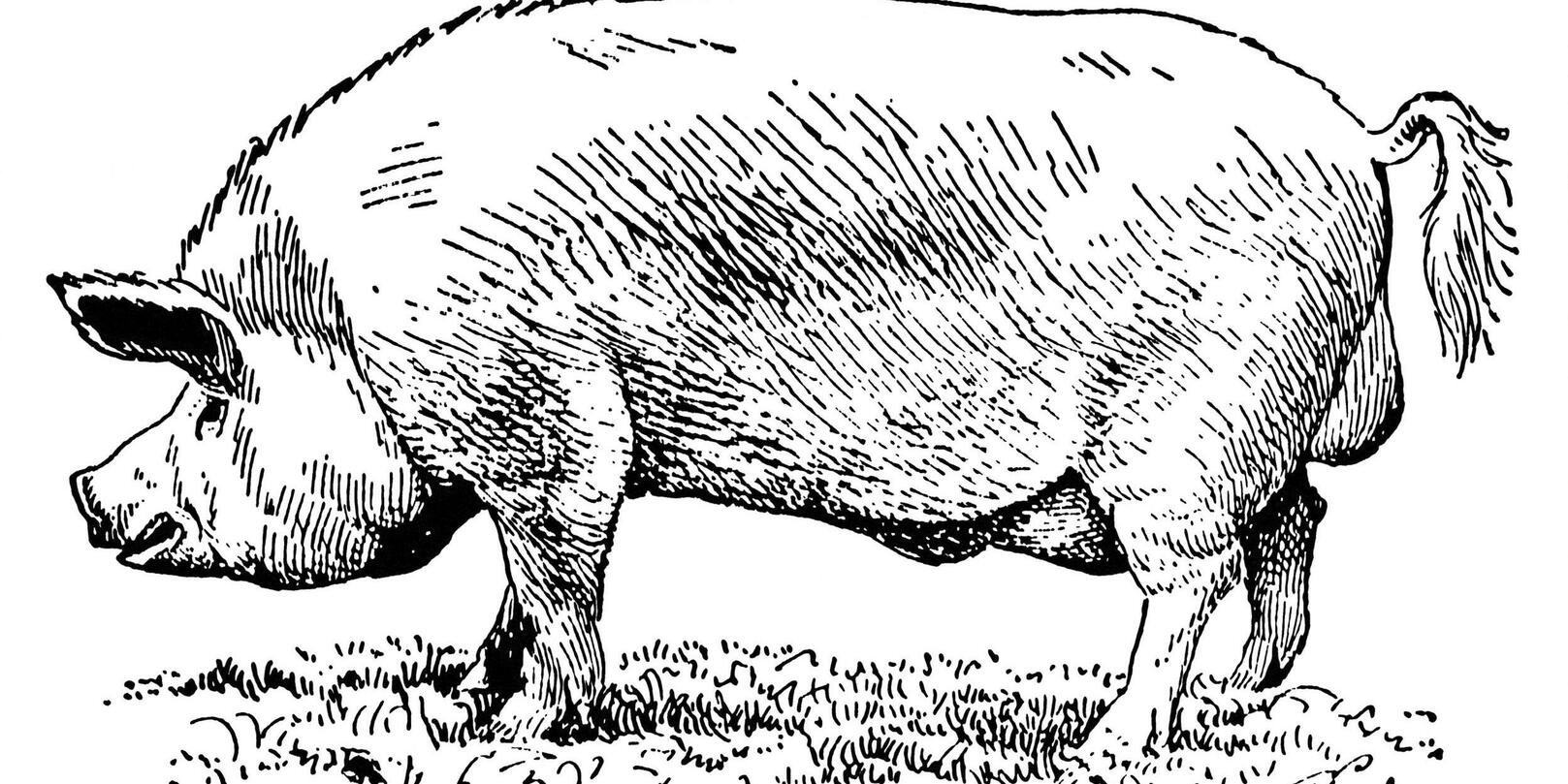 Pourquoi manger du porc est-il interdit pour les juifs et les musulmans ?
