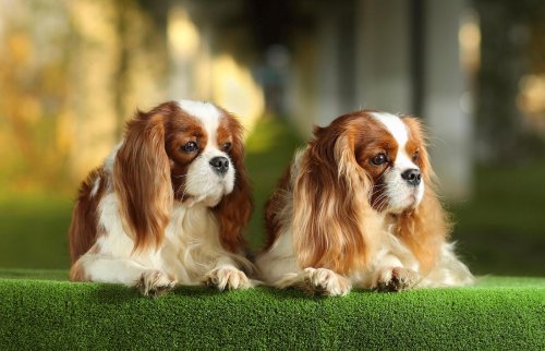 27 Expensive Dog Breeds You'll Love
