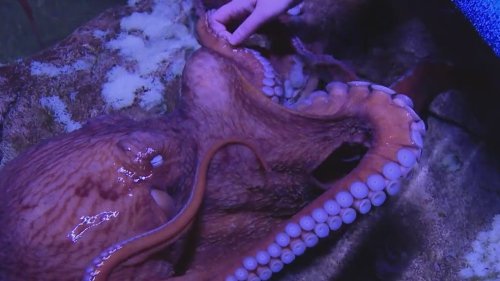 Tako, the Giant Pacific octopus at OdySea Aquarium, enters final phase of her life