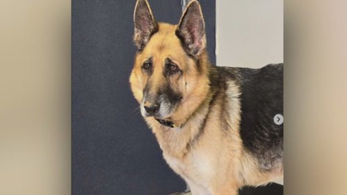 Dog found zip-tied in Malibu has lymphoma