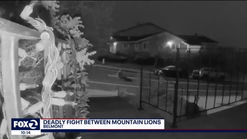 Deadly fight between mountain lions partially caught on video