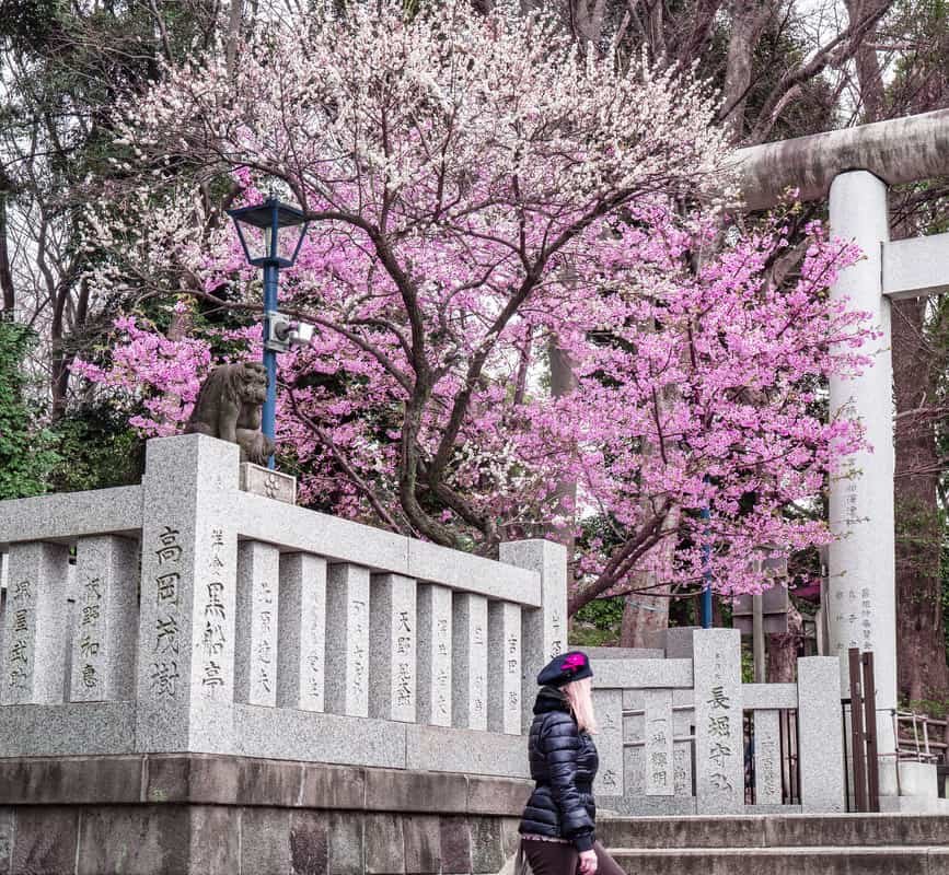 Spring in Tokyo | 8 Best Tokyo Spring Activities
